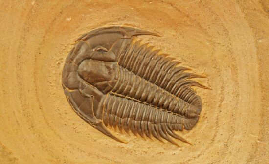 Sand Insect - Applied Cryptography Innovation - Cambrian Explosion - Transform Civilization